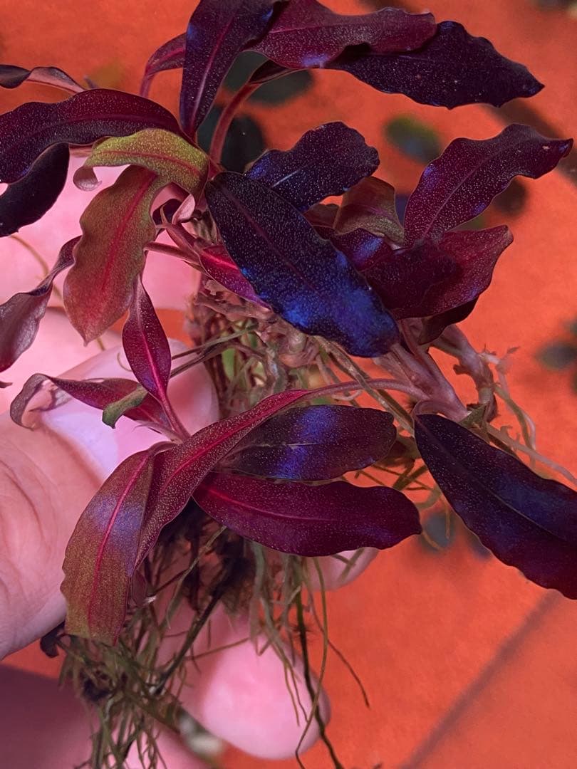 ブセファランドラspゴーストカリマンタン 群生株