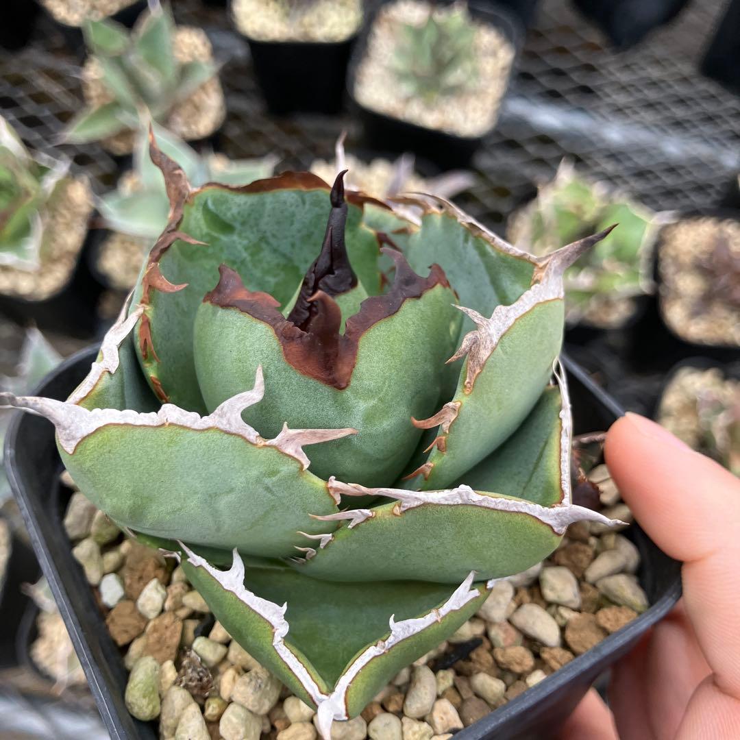 みっく　アガベ　3点