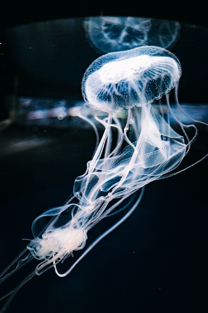 SIGMA 28-45mm 1.8 art Lマウント