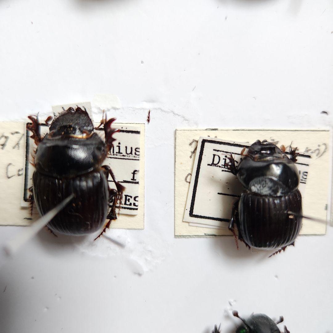 昆虫標本(ダイコク、オオダイコク)海外