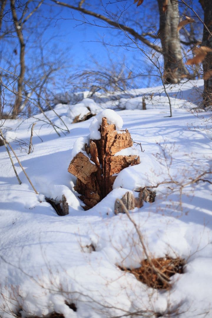 RICOH XR RIKENON 50mm F2 第一世代 【美品】