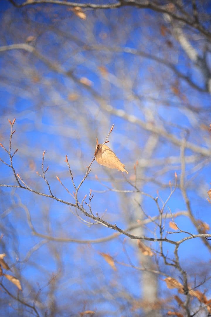 RICOH XR RIKENON 50mm F2 第一世代 【美品】