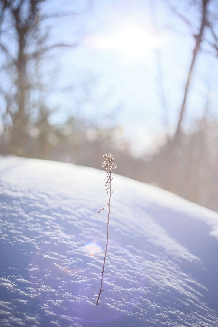 RICOH XR RIKENON 50mm F2 第一世代 【美品】