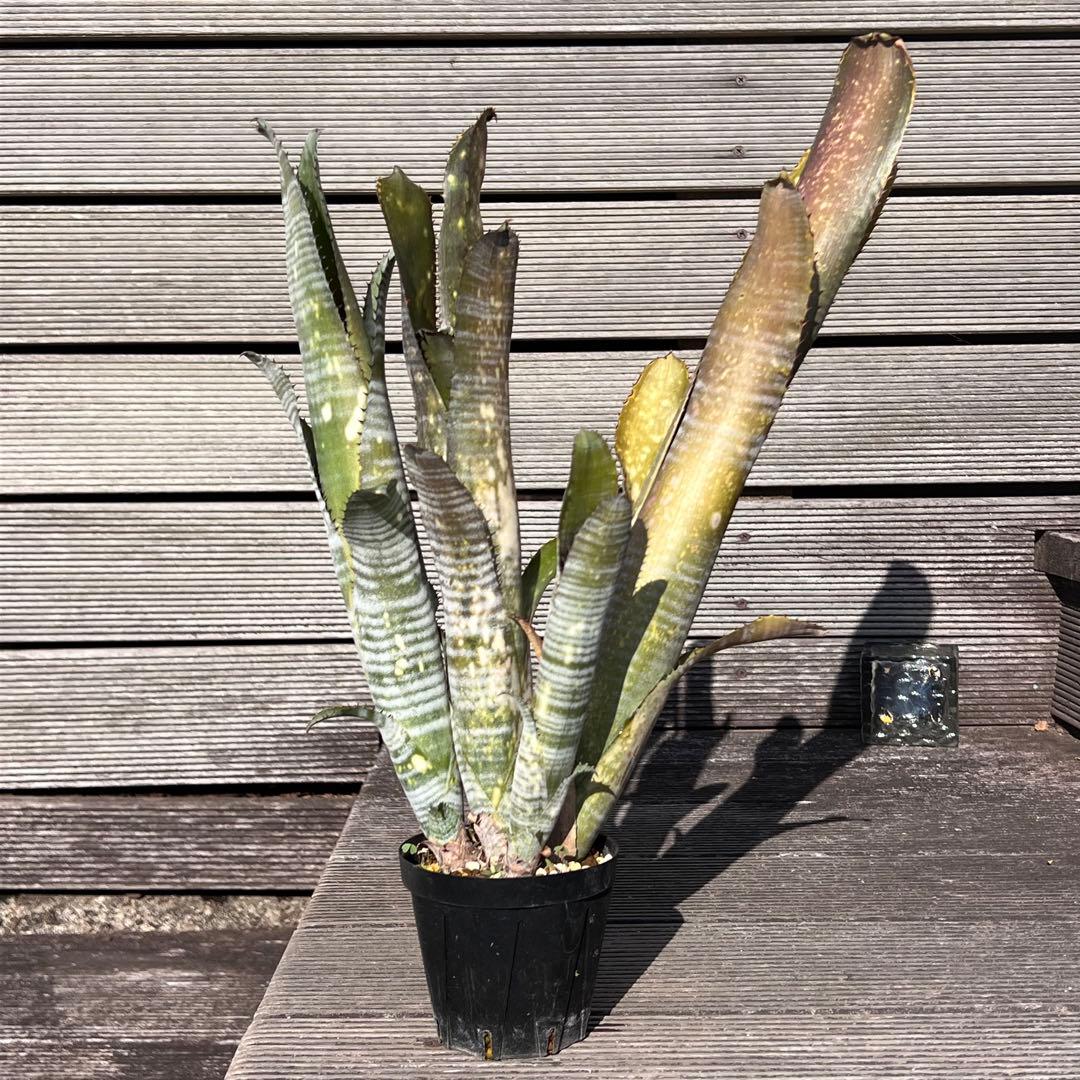 ビルベルギア ダースベイダー 群生株(タンクブロメリア ネオレゲリア エクメア