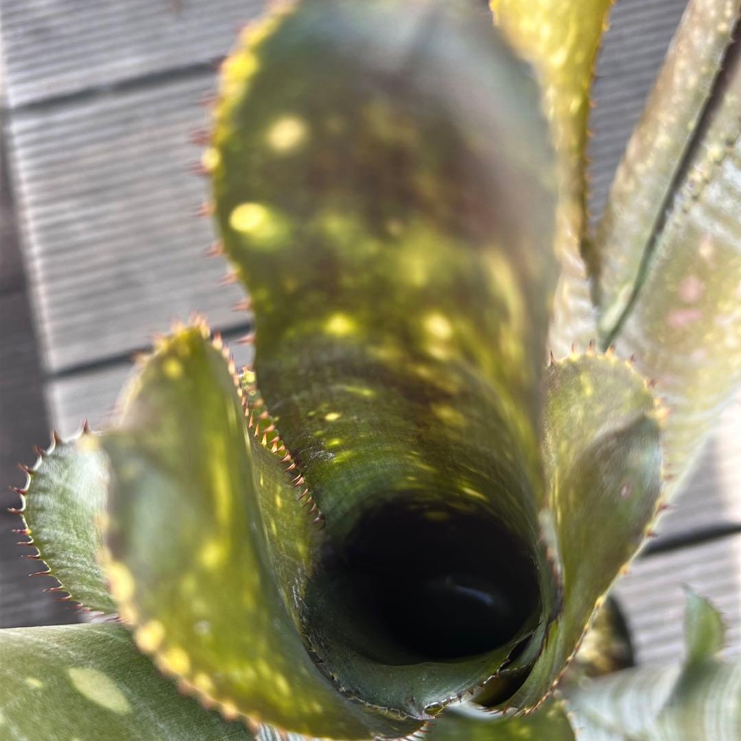 ビルベルギア ダースベイダー 群生株(タンクブロメリア ネオレゲリア エクメア