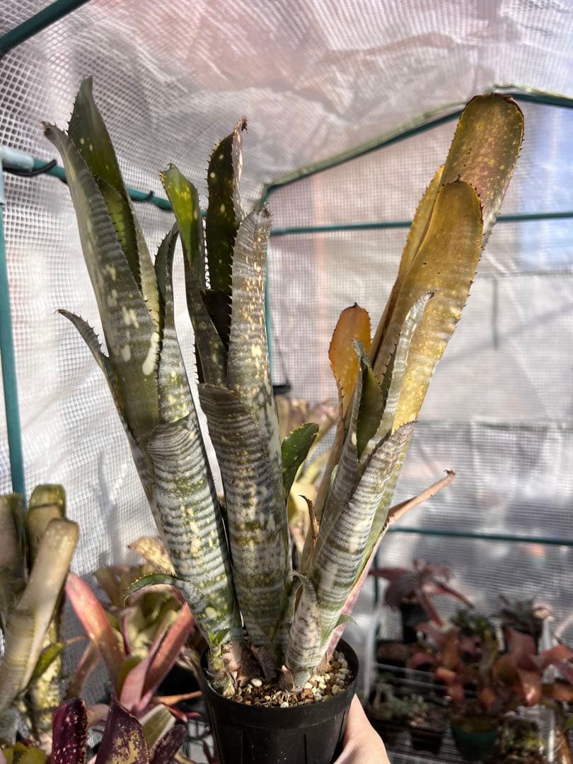 ビルベルギア ダースベイダー 群生株(タンクブロメリア ネオレゲリア エクメア