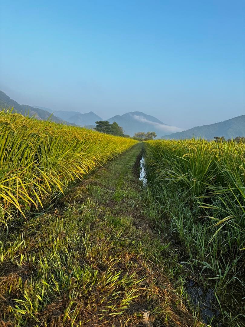 米農家直送 令和6年度 ヒノヒカリ白米10キロ 低農栽培 宮崎県産