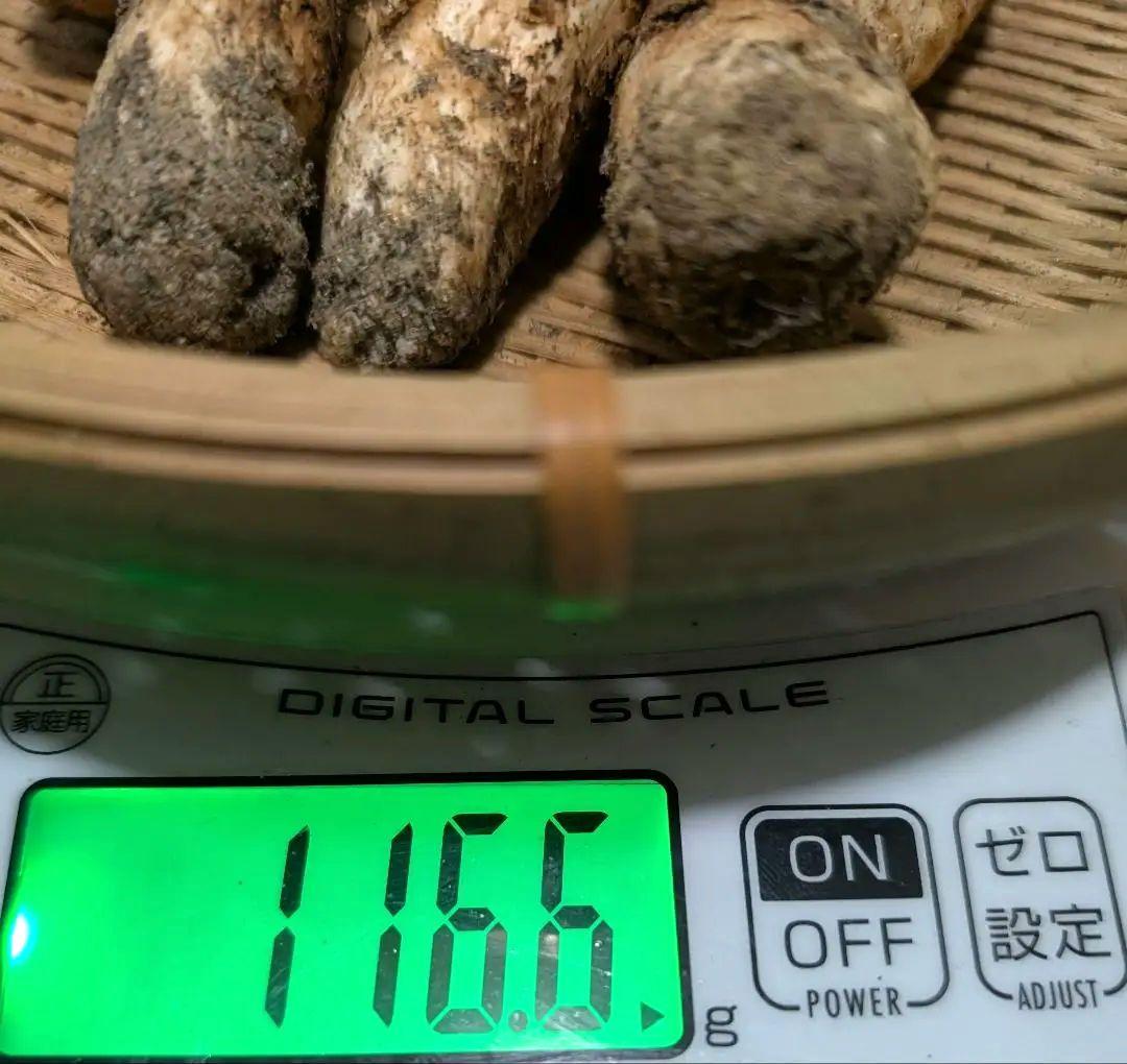 産地直送！国産松茸！　山梨県産天然松茸　つぼみ中開き　まつたけ