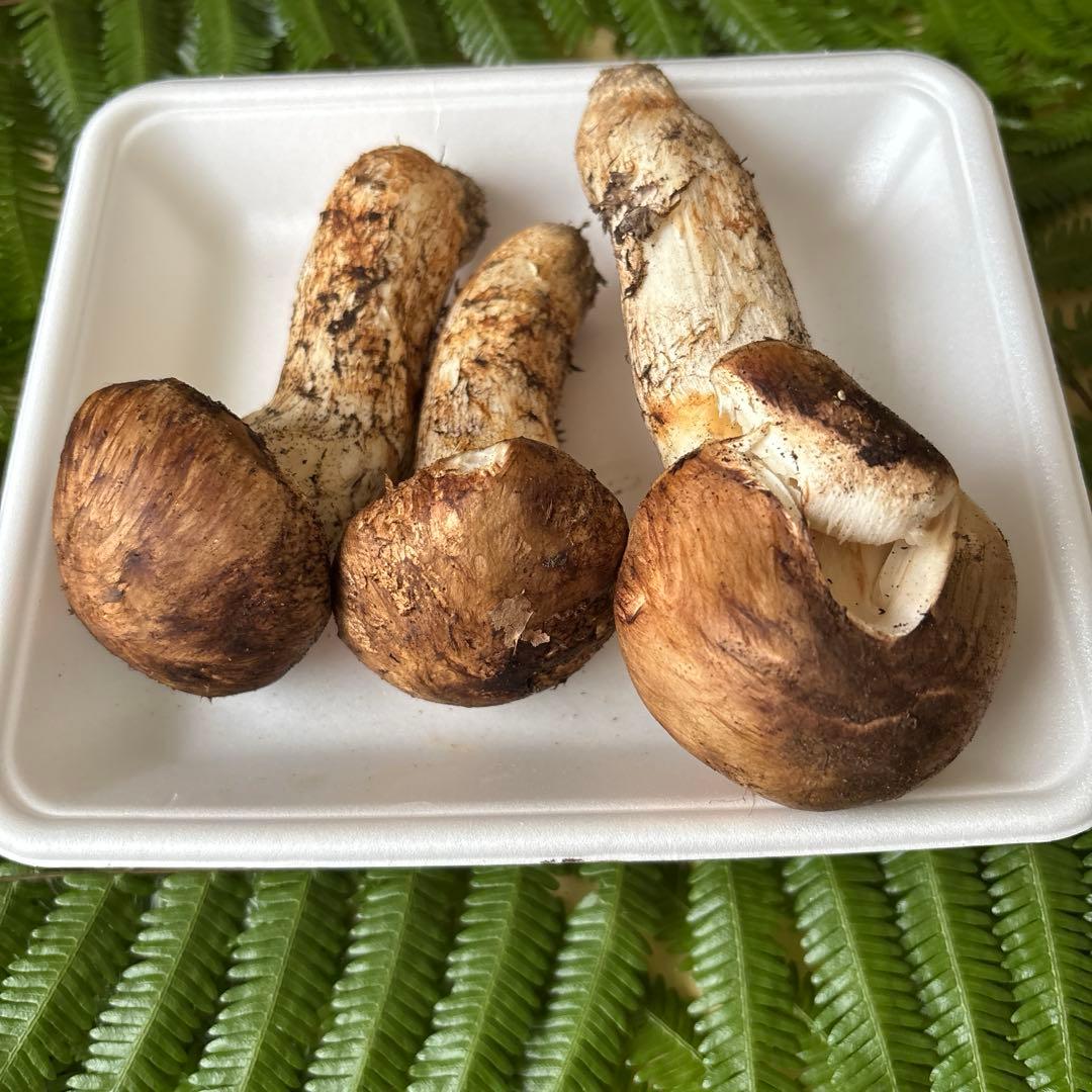 広島県産 松茸３本（221g）2️⃣
