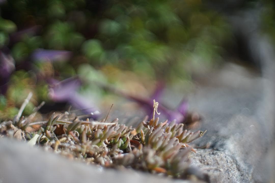 リコー　XR RIKENON 1.4 50mm　前後キャップ付き　882