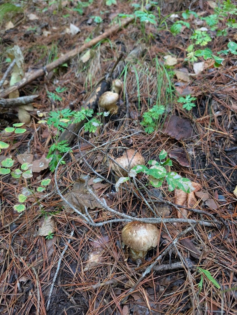 岩手県岩泉産松茸　状態◎10/19採り