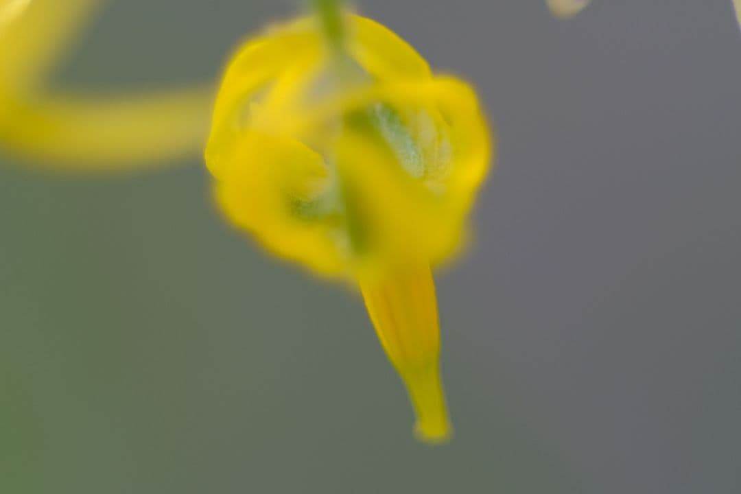 レンズ(単焦点) ELICAR V-HQ MEDICAL MACRO MC 90mm F2.5