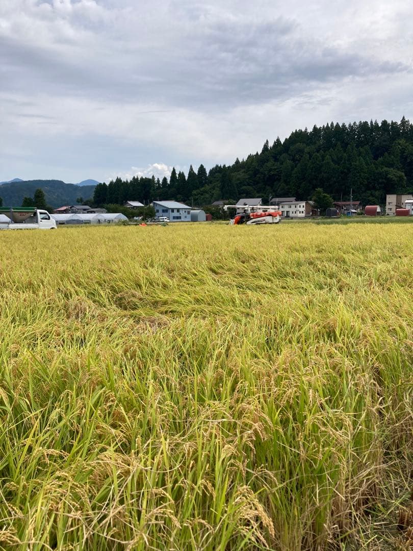 令和7年魚沼コシヒカリ精米10kg