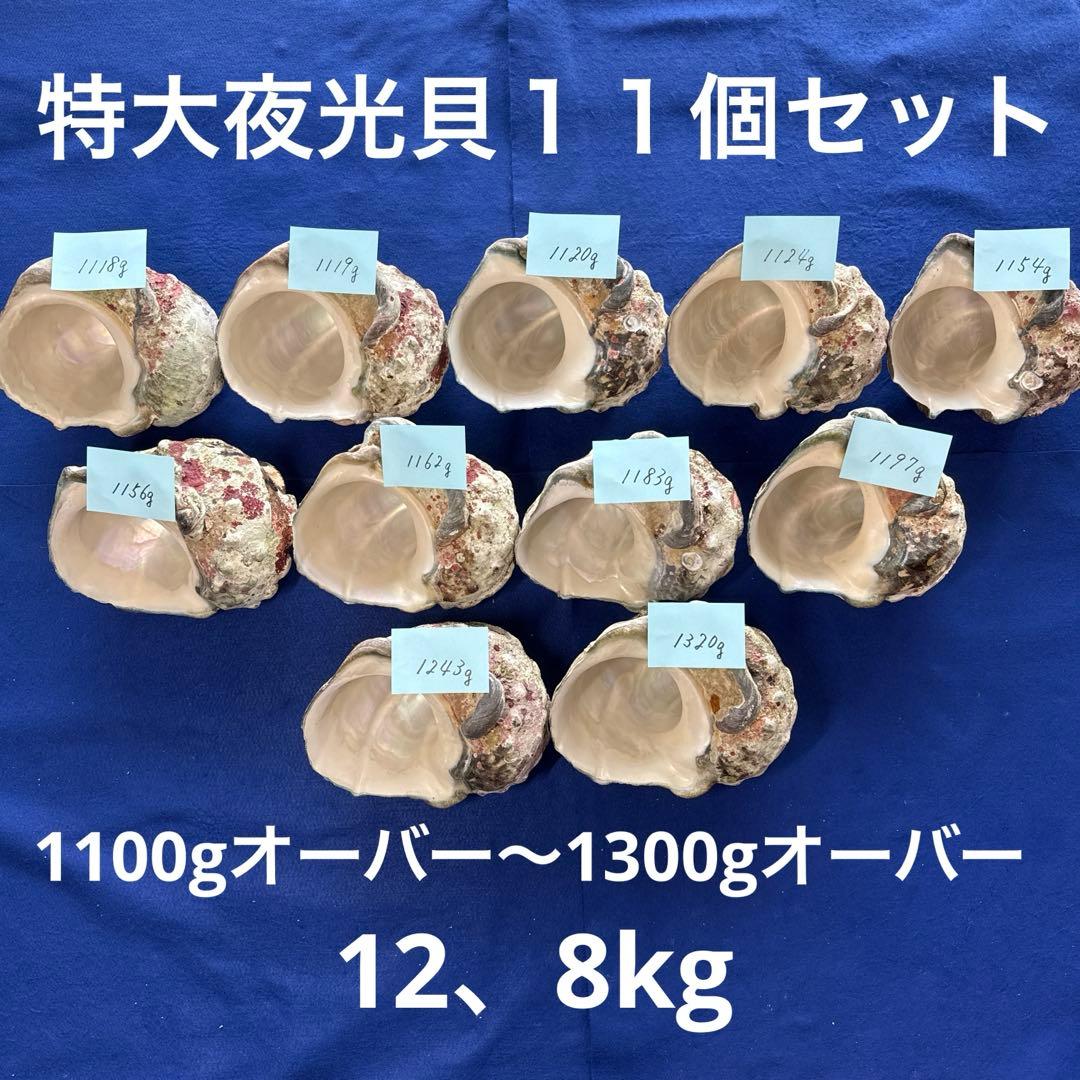 特大夜光貝　ヤコウ貝　まとめ売り　11個 12、8kgアクセサリー　ルアー