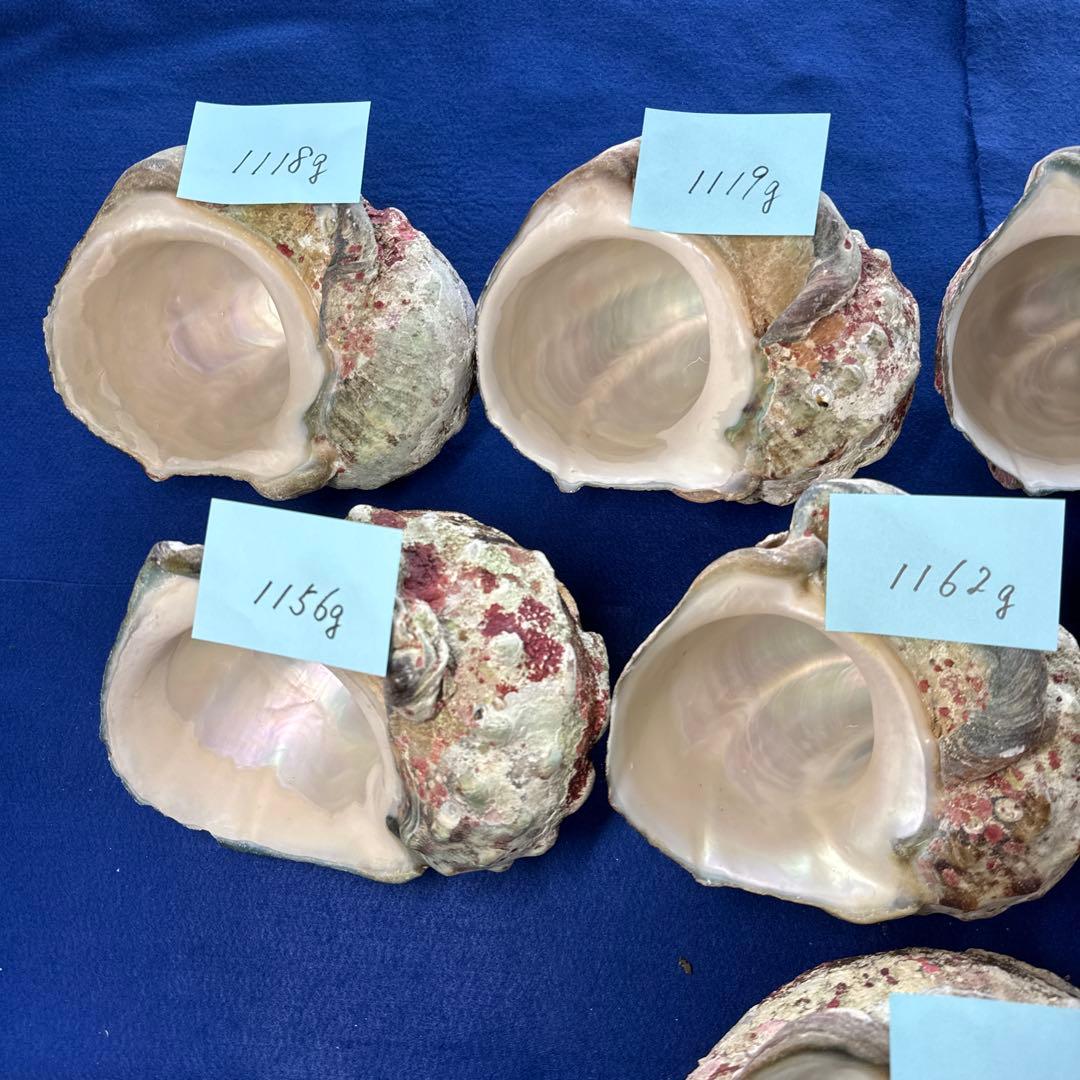 特大夜光貝　ヤコウ貝　まとめ売り　11個 12、8kgアクセサリー　ルアー