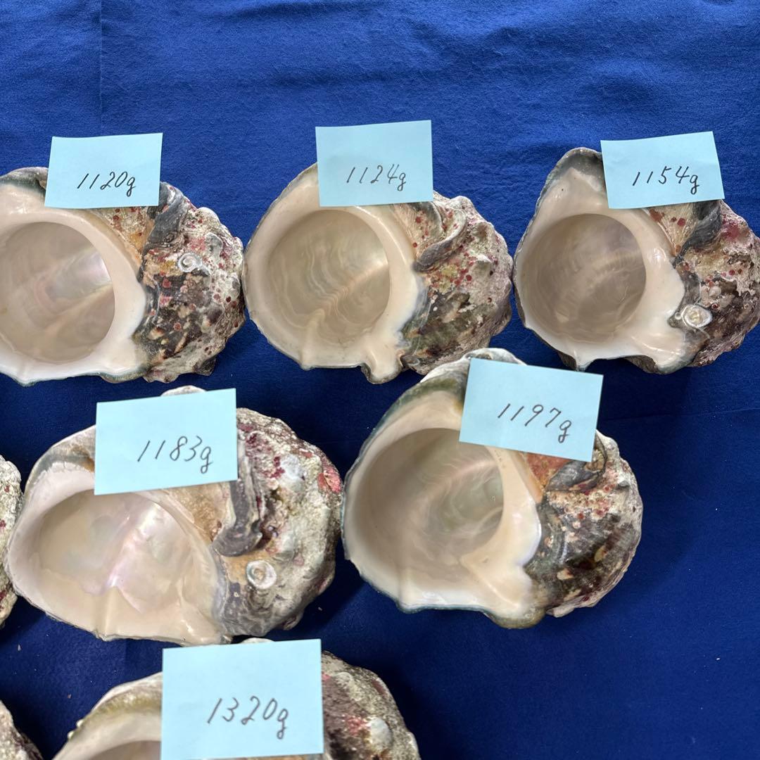 特大夜光貝　ヤコウ貝　まとめ売り　11個 12、8kgアクセサリー　ルアー