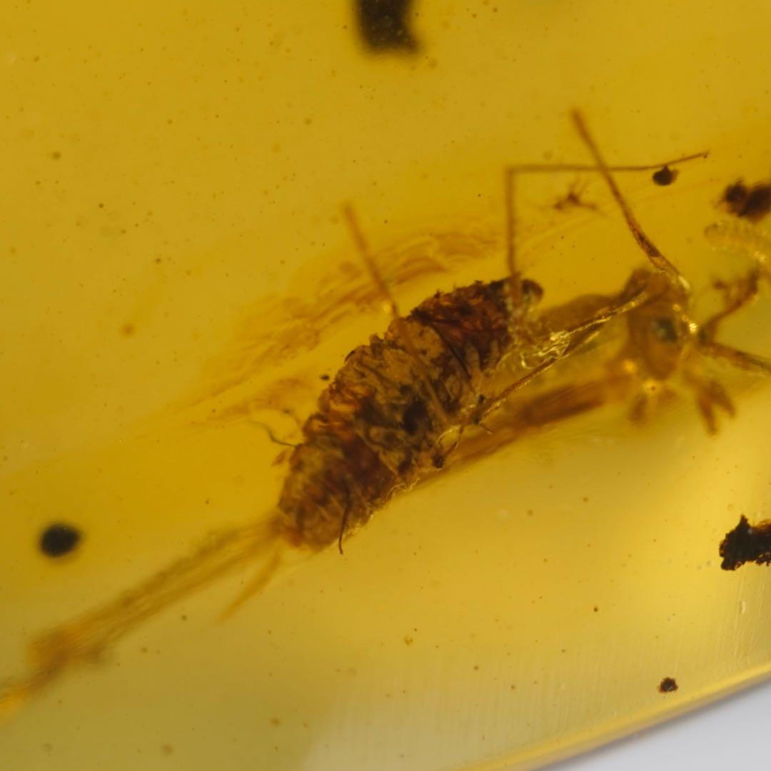 レア極上品TT0010虫入り琥珀化石ミャンマーカムティかタナイ産　9900万年前