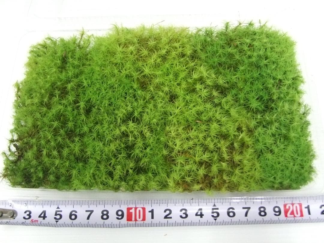 あっちゃん　コケ各種8パックとホソバゴケ1トレー