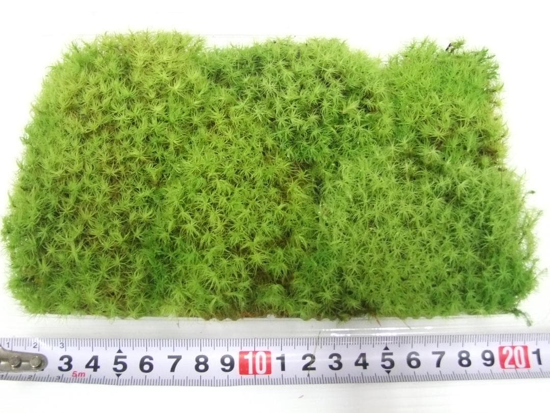 あっちゃん　コケ各種8パックとホソバゴケ1トレー