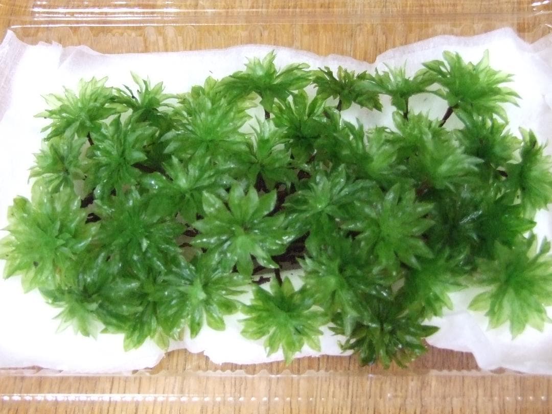 あっちゃん　コケ各種8パックとホソバゴケ1トレー