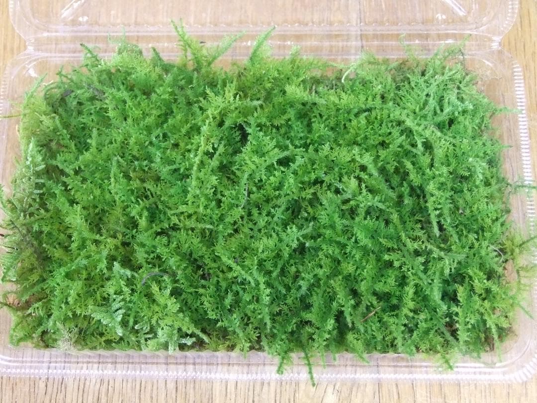 あっちゃん　コケ各種8パックとホソバゴケ1トレー
