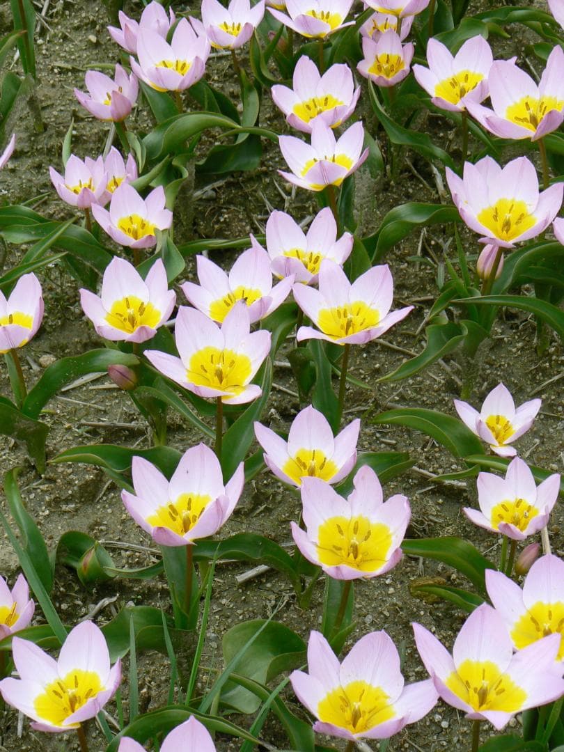 しいたけホダ木　チューリップ4種