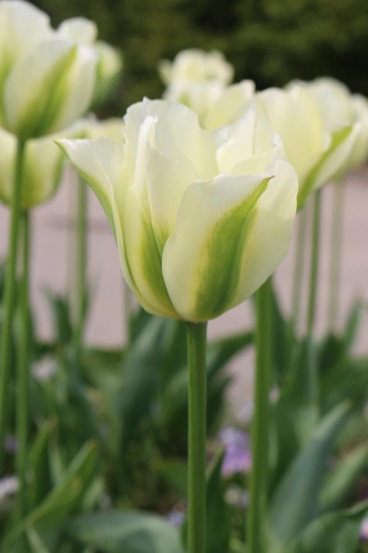 しいたけホダ木　チューリップ4種