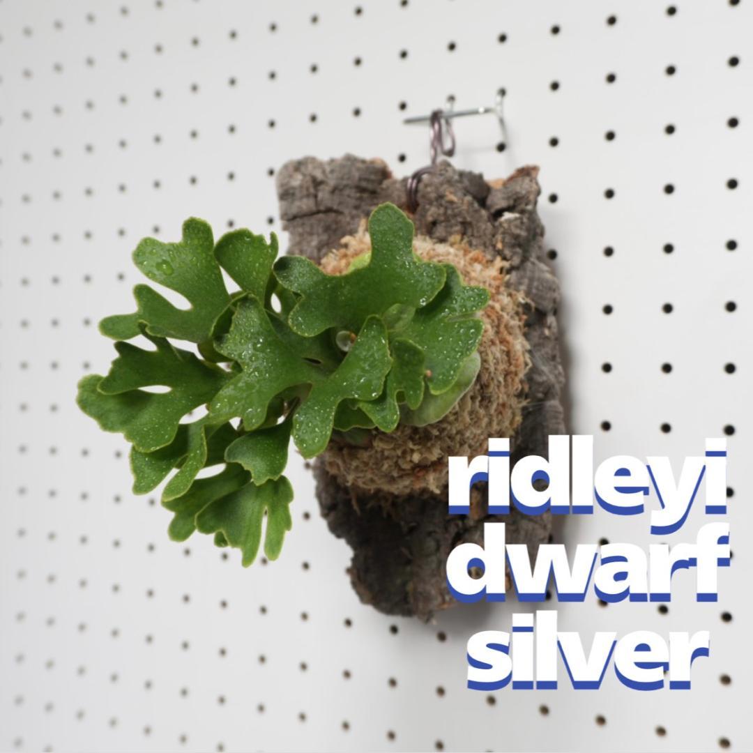 ビカクシダ リドレイ ドワーフ シルバー 小株　R-5