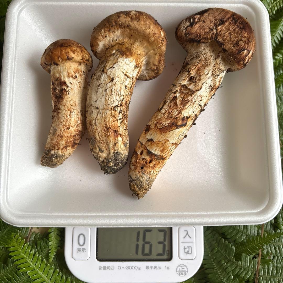 広島県産 松茸 ３本（163g）②