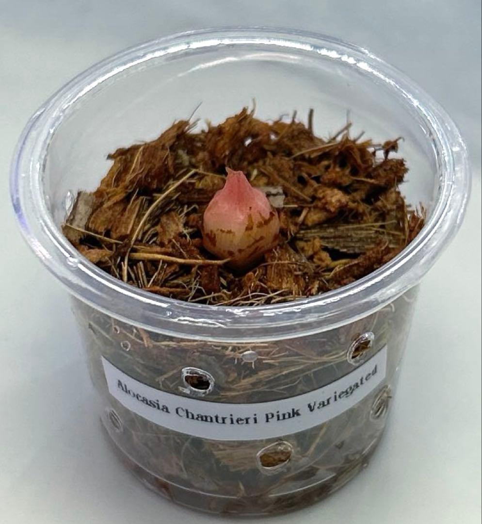 専用【芋】 アロカシア　シャントリエリ　ピンク　斑入り