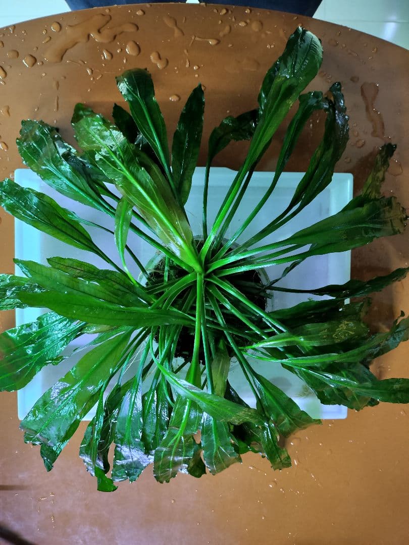 エキノドルスホレマニーレッドエッジ大株