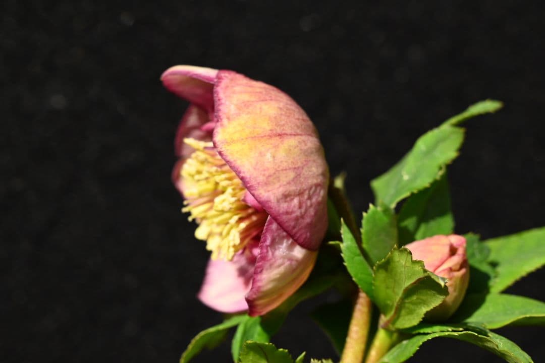 クリスマスローズ　認定毬姫モーリーsd多弁レッド　加藤農園