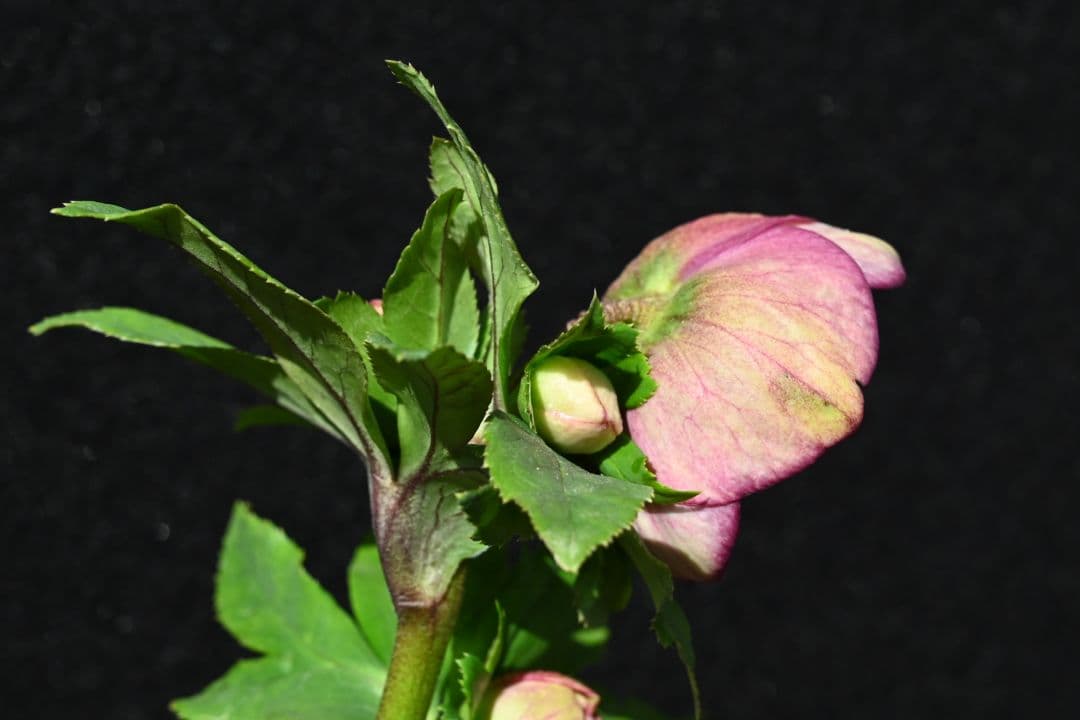 クリスマスローズ　認定毬姫モーリーsd多弁レッド　加藤農園