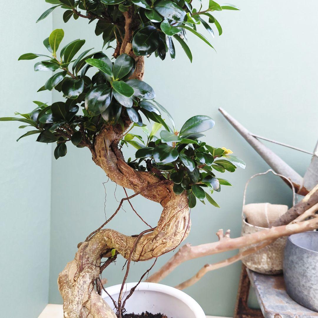 c63amg (現品)昇り龍 曲がり 根上８号