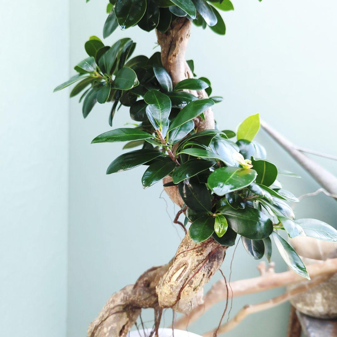 c63amg (現品)昇り龍 曲がり 根上８号