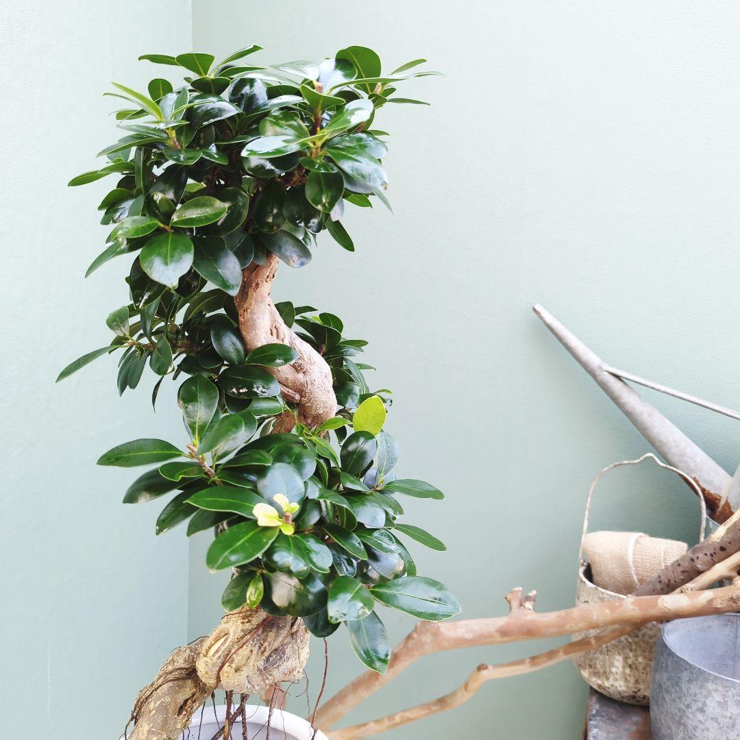 c63amg (現品)昇り龍 曲がり 根上８号