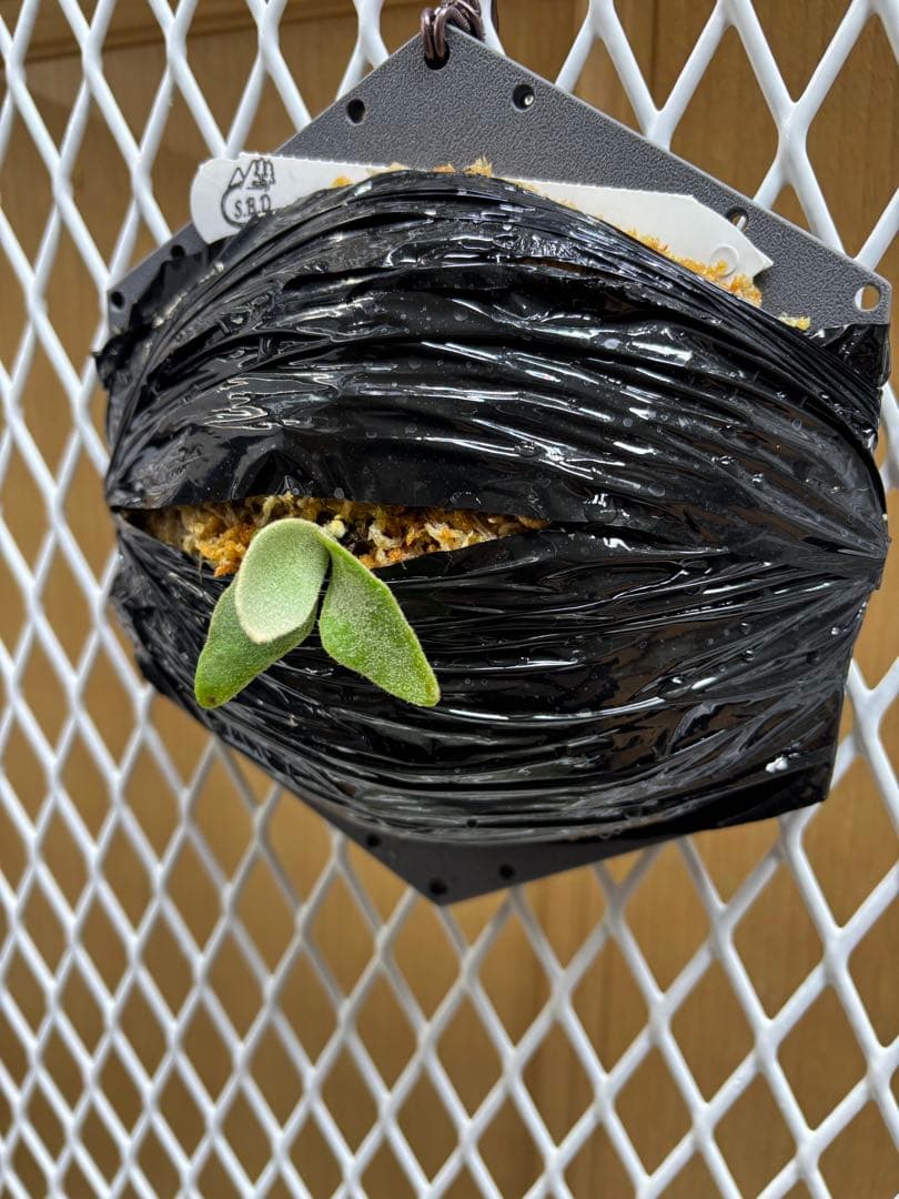 P.Willinckii ''Mew'' sporeling ドワーフ確定