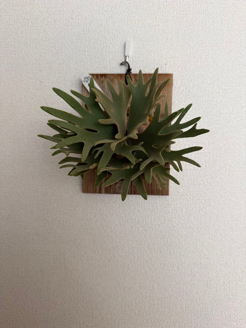 ビカクシダ P.willinckii 'Jewel' spore