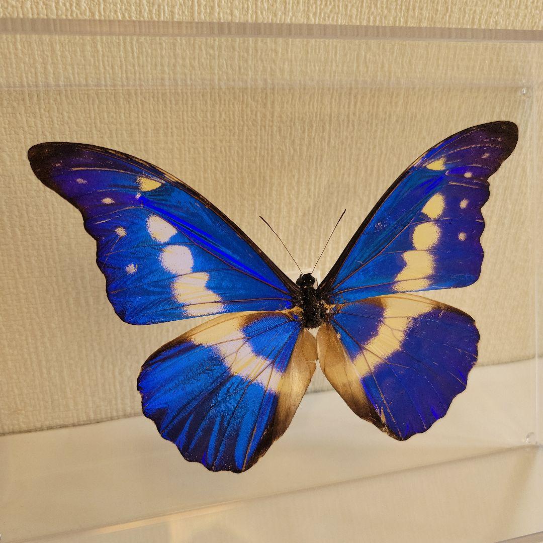 p*o様 蝶の標本　モルフォチョウの王様（珍美）