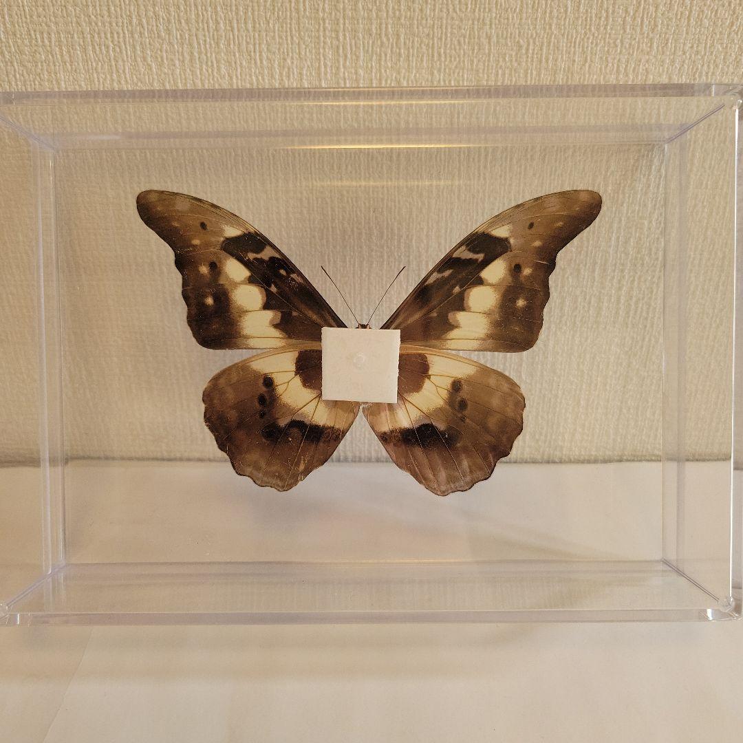 p*o様 蝶の標本　モルフォチョウの王様（珍美）