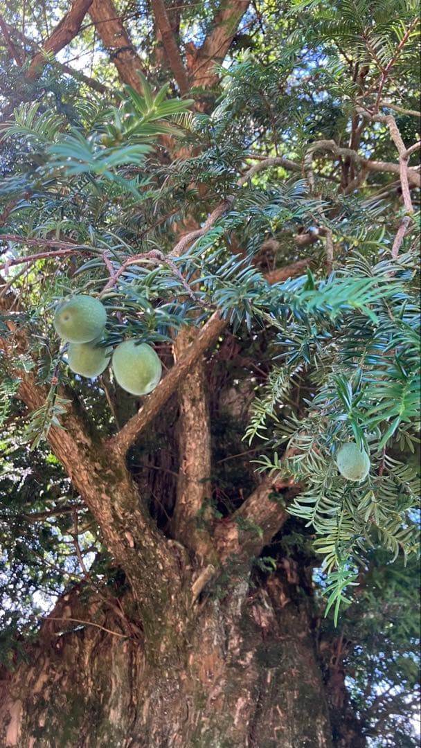 樹齢600年 榧の実（かやの実） 2025年産 1kg アク抜き済み