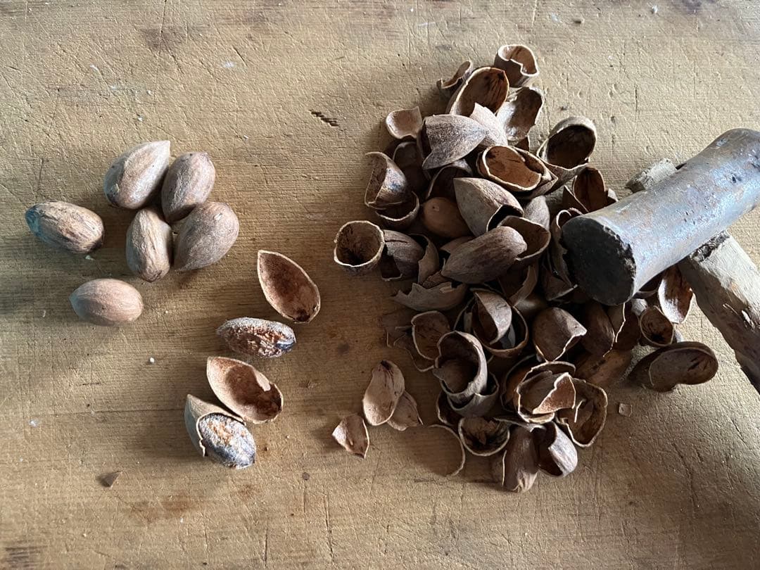 樹齢600年 榧の実（かやの実） 2025年産 1kg アク抜き済み