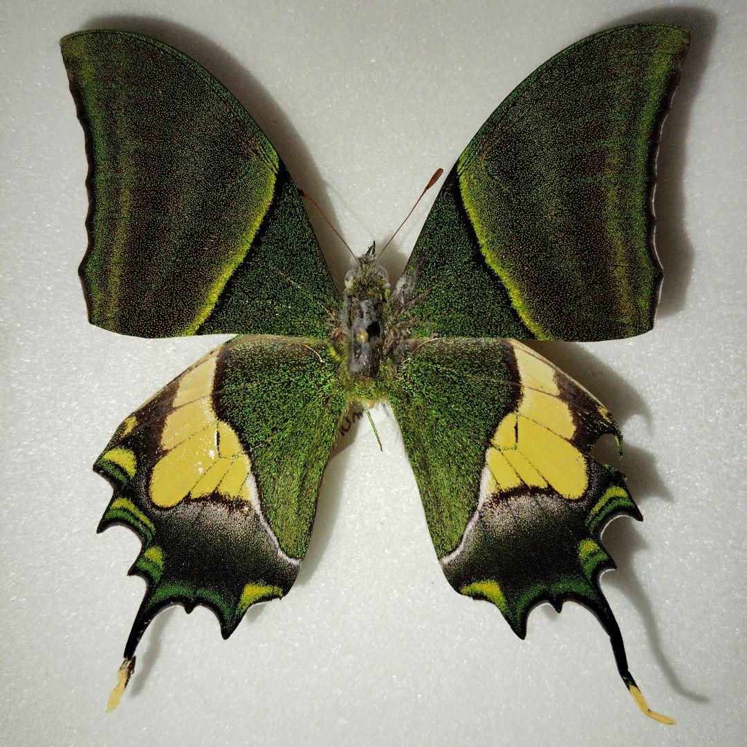 【蝶標本】テングアゲハ ペア！