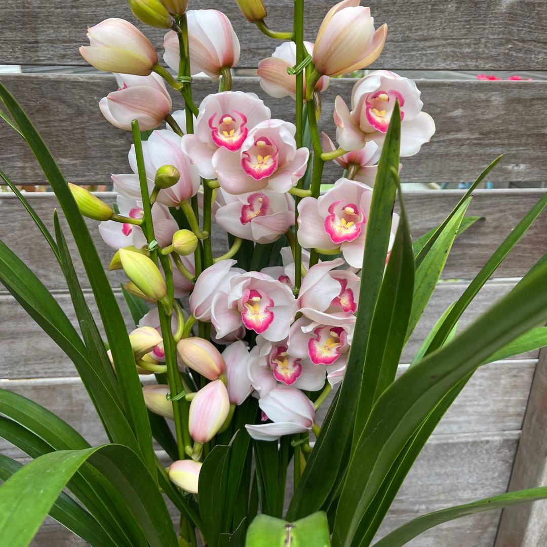 ロク様 リクエスト 2点 まとめ商品　シクラメン　赤い彗星　シンビジューム