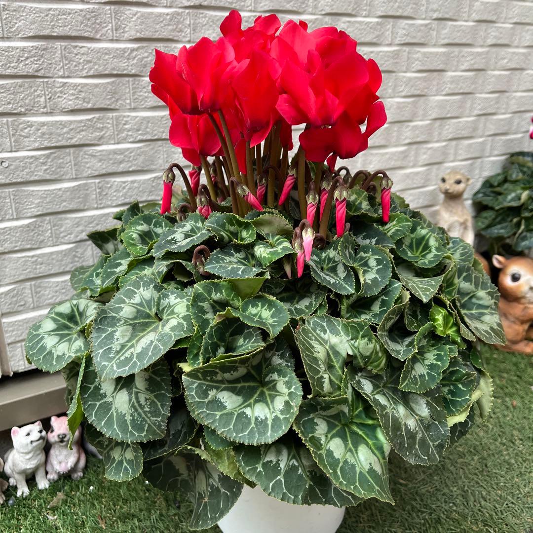 ロク様 リクエスト 2点 まとめ商品　シクラメン　赤い彗星　シンビジューム
