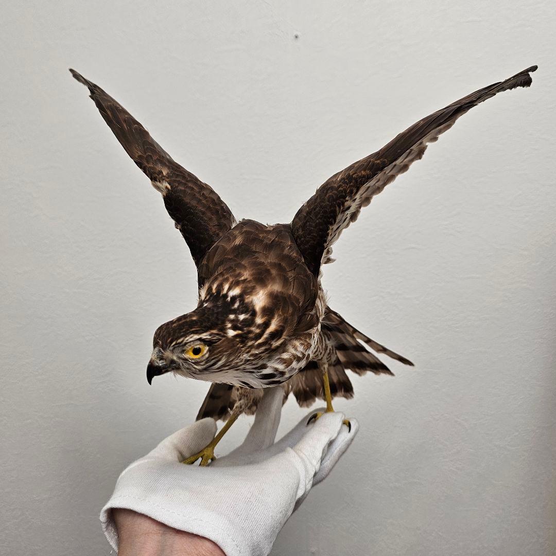 【きよ】鷹の剥製 ガラスケース付き