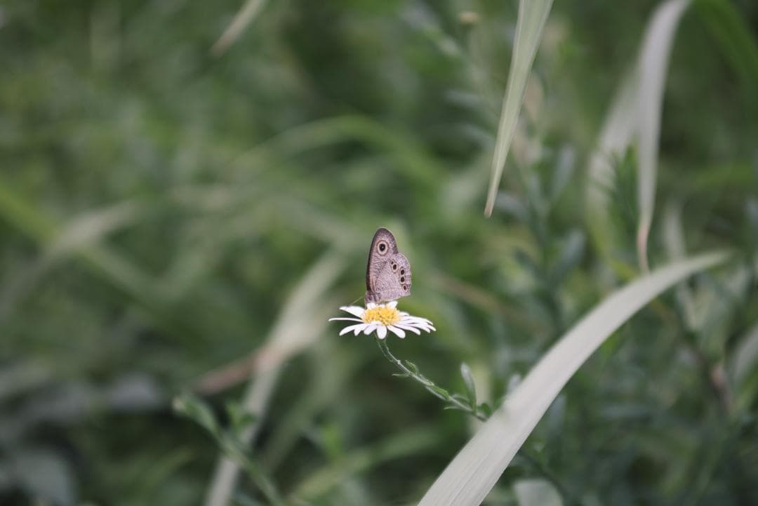 標準ズームの礎！RIKENON P ZOOM 28-70mm オールドレンズ