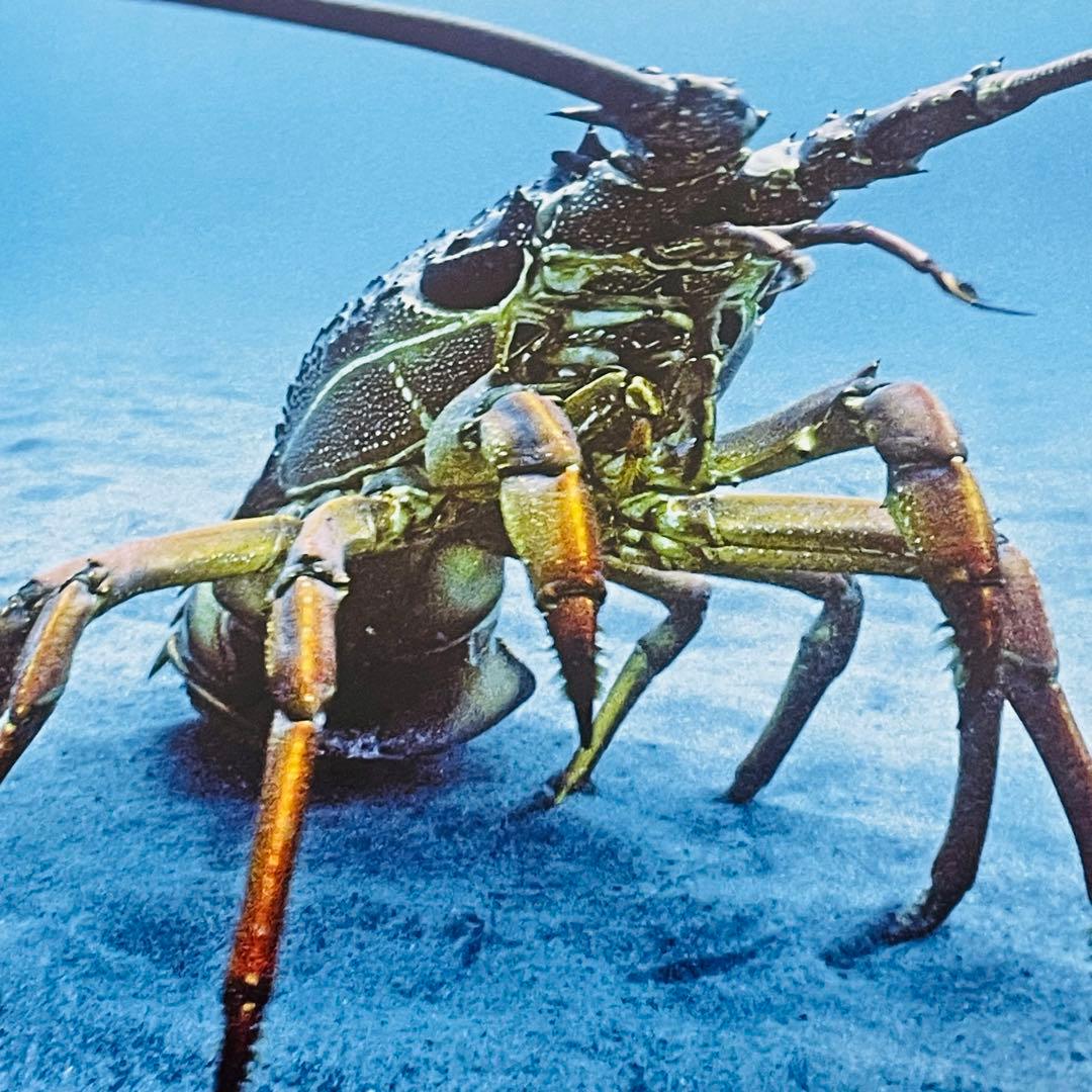 ☘【希少 2冊セット】海洋大図鑑 世界動物大図鑑