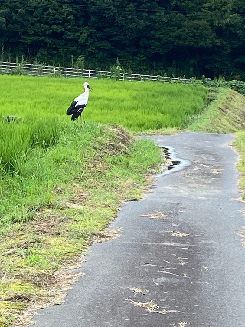 《20キロ玄米を精米して減量》米農家直送米　18kg 鳥取県産コシヒカリ