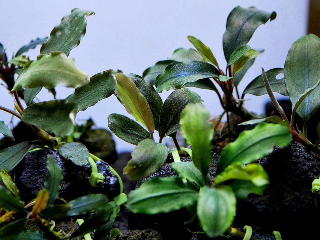 船長 ブセファランドラ１５種１５株、ボルビ、ピンナティフィダ７株計２２株